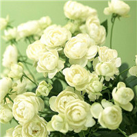 苿莉花微信头像 其它头像 第5张