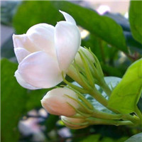苿莉花微信头像 其它头像 第2张