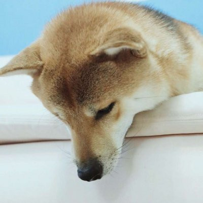 一猫一狗可爱情侣头像 情侣头像 第11张