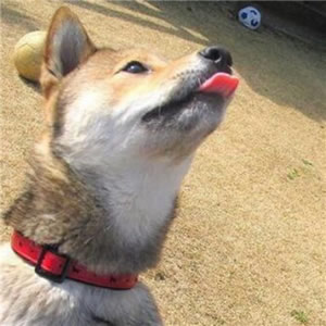 狗狗情侣头像一左一右 情侣头像 第6张