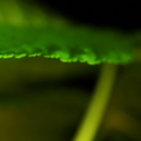 带水滴的树叶意境图片头像 其它头像 第7张