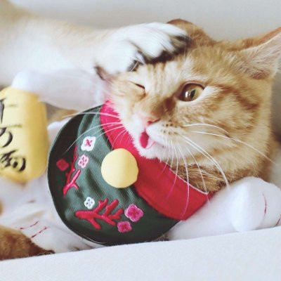 一猫一狗可爱情侣头像 情侣头像 第14张
