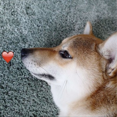 一猫一狗可爱情侣头像 情侣头像 第6张