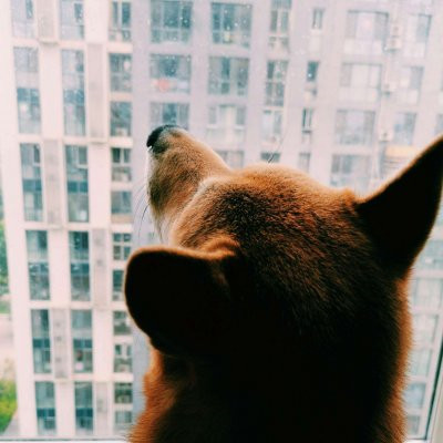 一猫一狗可爱情侣头像 情侣头像 第7张