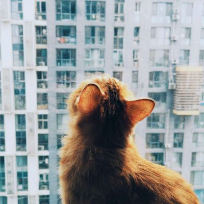 一猫一狗可爱情侣头像 情侣头像 第8张