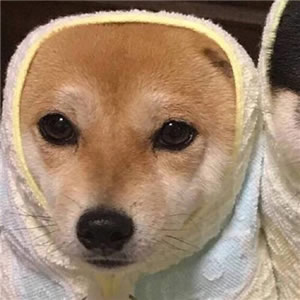 狗狗情侣头像一左一右 情侣头像 第4张