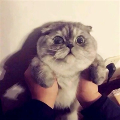 一猫一狗可爱情侣头像