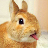 超全QQ动物头像图片大集合来啦！