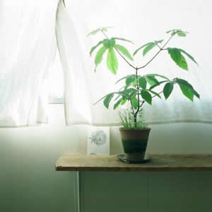 被这组静物高清头像美哭😭简约清新又唯美