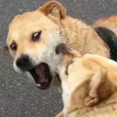 甜酷必看！100组沙雕可爱情侣头像来袭