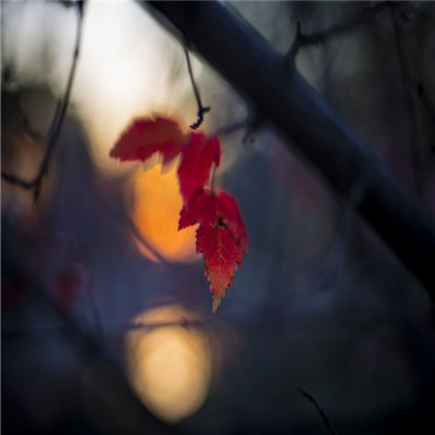 秋天绝美风景微信头像来袭，好看到能永久珍藏！