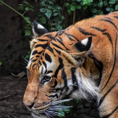 超酷个性老虎头像来袭,霸气威武感拉满