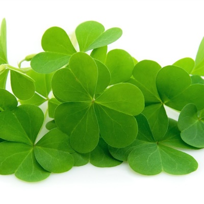 超绝！四叶草头像图片推荐