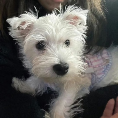 萌炸!对象不是人系列情侣头像来啦