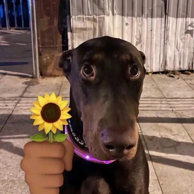 超萌预警！可爱搞怪狗狗头像来袭