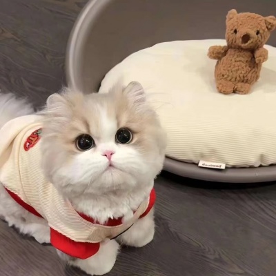 萌化啦!可爱萌宠猫咪情头推荐