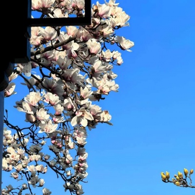 被天空花朵风景头像美哭啦！