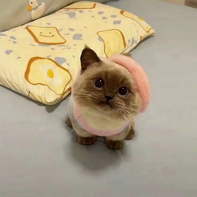 萌趣来袭！可爱沙雕动物头像推荐