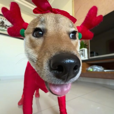 萌趣预警！可爱搞怪抽象风狗狗头像来袭