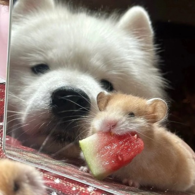 萌化啦，对象不是人系列可爱情头来袭