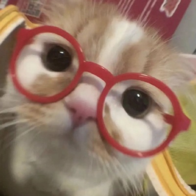 🐾超萌！可爱小动物一左一右情头来了