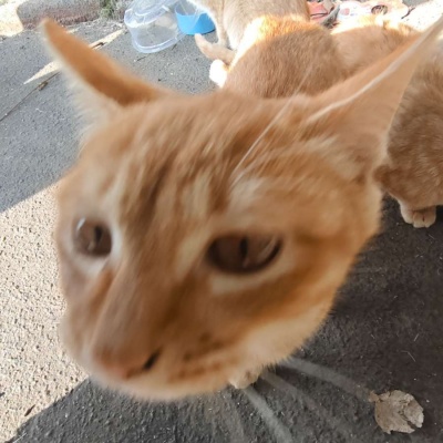 🐱超萌!可爱搞怪猫咪头像精选