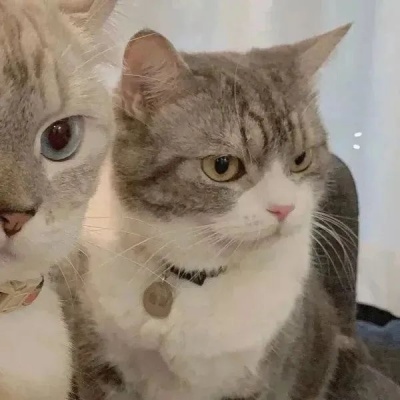 🐾萌翻啦！可爱小狗和小猫的动物情头推荐