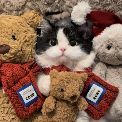 🐱萌化啦!可爱猫咪超萌情侣头像推荐