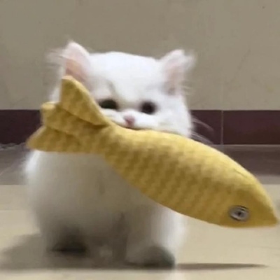 🐱超萌!可爱小猫头像精选