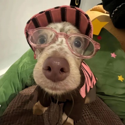 🐕高级感拉满的可爱小狗热恋情头来啦！