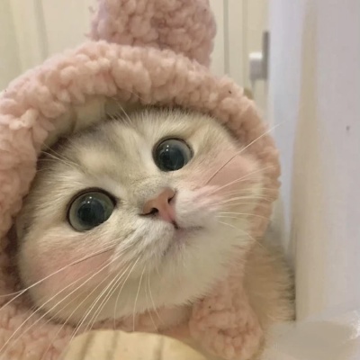 🐱2025超火的微信小猫头像,萌翻啦