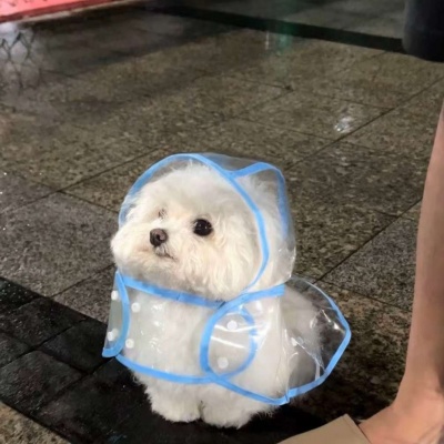 萌化啦！这些可爱小狗头像来袭