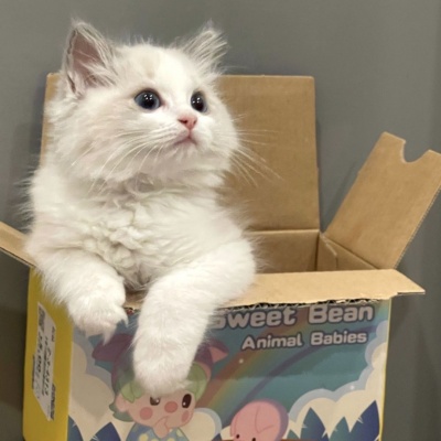 治愈系可爱猫咪情侣头像｜猫咪互动款，传递情侣间的甜蜜氛围