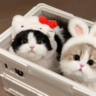 可爱一左一右猫咪情头，无水印推荐