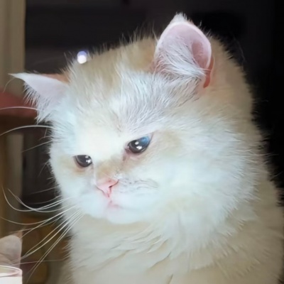 不撞款可爱猫咪情头