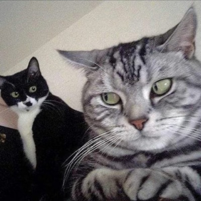 萌趣来袭！超有梗搞怪猫咪头像，聊天氛围担当