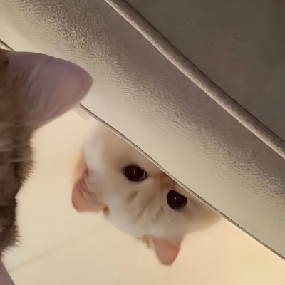 可爱搞怪猫咪一对两张情头