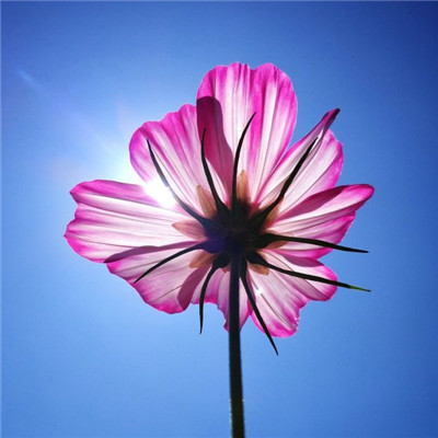 2025微信旺自己的头像🚀2025必入!