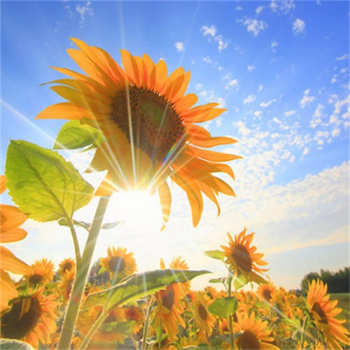 给人一种阳光的头像图片推荐，让你瞬间点亮社交圈