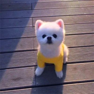 100张萌宠动物头像图片来袭!萌化你的心