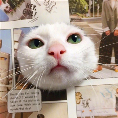 萌炸啦！可爱动物情侣头像图片大集合