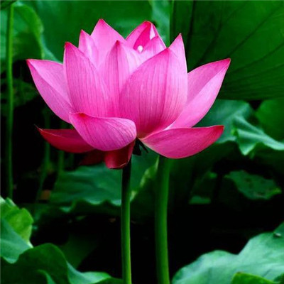 绝美荷花头像图片大全，快来挑选你的心头好！