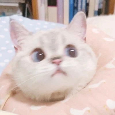 超萌小动物头像来袭，萌化你的心！