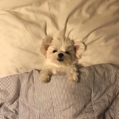 萌化啦！超可爱小动物头像图片推荐