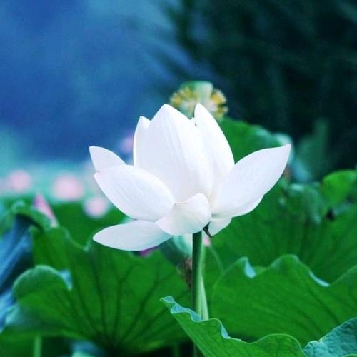 100张长期不换耐看干净头像图片推荐