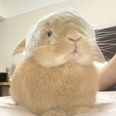 萌化啦!100张动物萌宠头像图片来袭